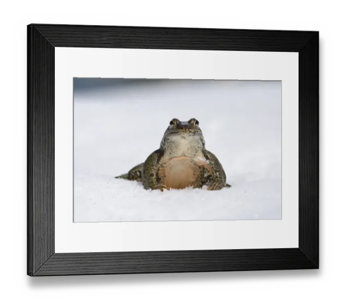 Framed Print : 02417dt. Marsh Frog Rana ridibunda male in snow Great Caucasus Georgia April Framed Print : 02417dt. Marsh Frog Rana ridibunda male in snow Great Caucasus Georgia April
