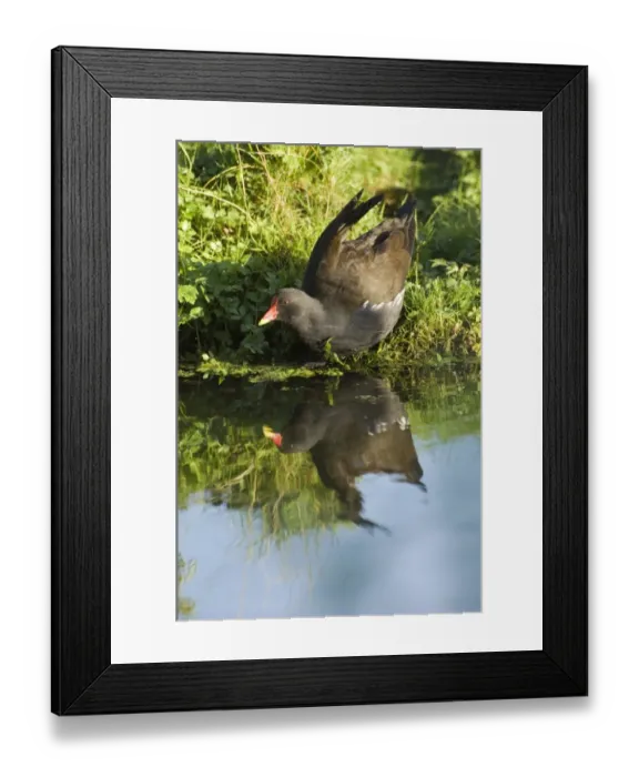 Framed Print : 02472dt. Moorhen Gallinula chloropus Cley Norfolk summer Framed Print : 02472dt. Moorhen Gallinula chloropus Cley Norfolk summer