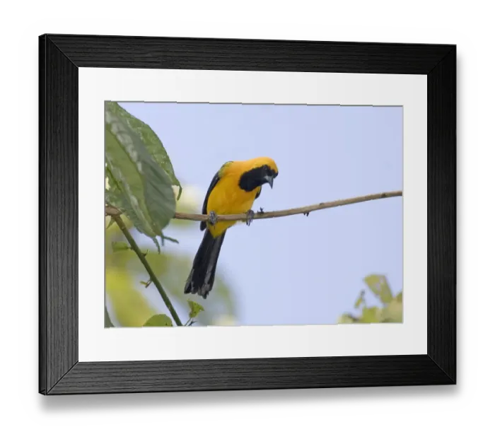 Framed Print : 02423dt. Yellow-backed Oriole Icterus chrysater giraudii Metro Park Panama City Panama Framed Print : 02423dt. Yellow-backed Oriole Icterus chrysater giraudii Metro Park Panama City Panama