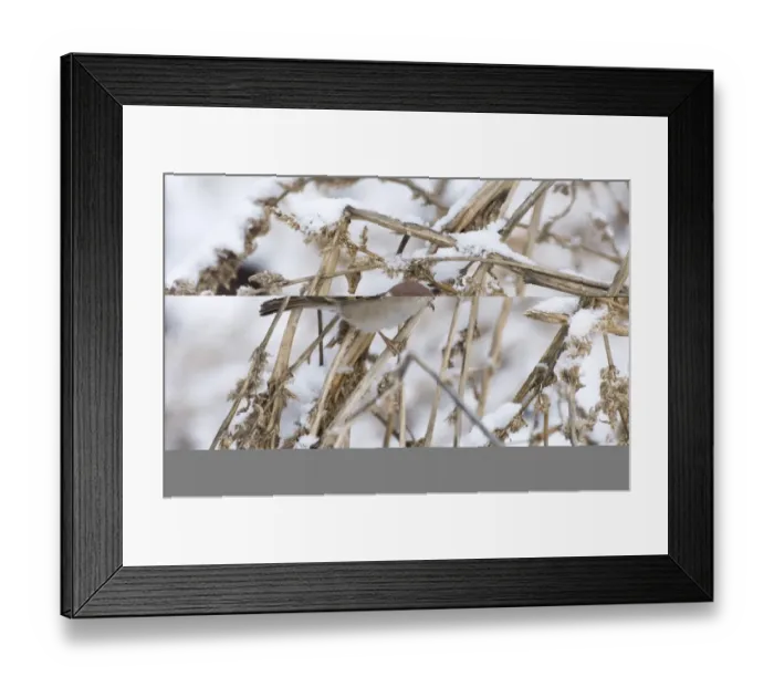 Framed Print : 02446dt. Tree Sparrow Passer montanus Norfolk UK winter