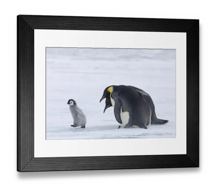 Framed Print : 02548dt. Emperor