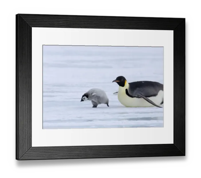 Framed Print : 02549dt. Emperor