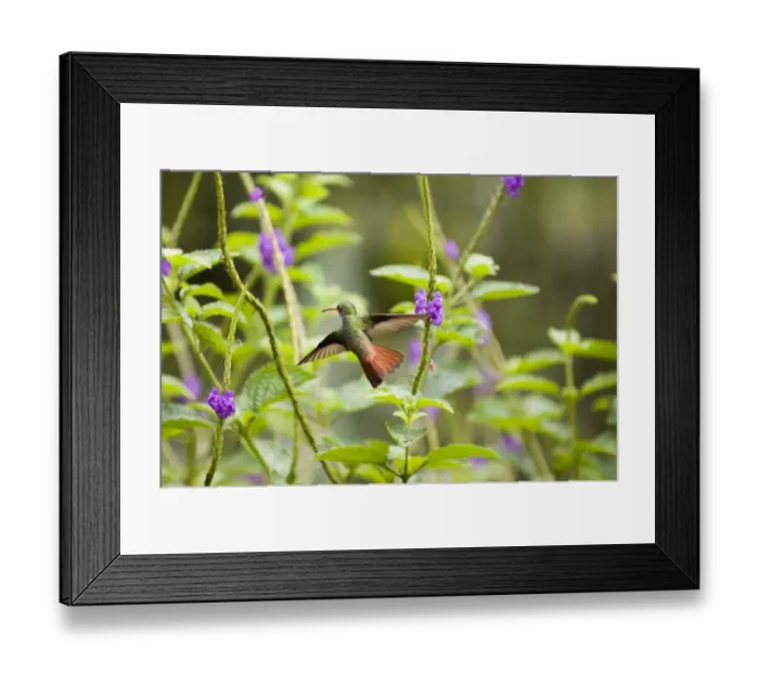Framed Print : 02428dt. Rufous-tailed Hummingbird Amazilia t tzacatl El Valle Panama Framed Print : 02428dt. Rufous-tailed Hummingbird Amazilia t tzacatl El Valle Panama