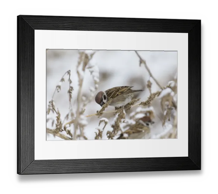 Framed Print : 02448dt. Tree Sparrow Passer montanus Norfolk UK winter Framed Print : 02448dt. Tree Sparrow Passer montanus Norfolk UK winter