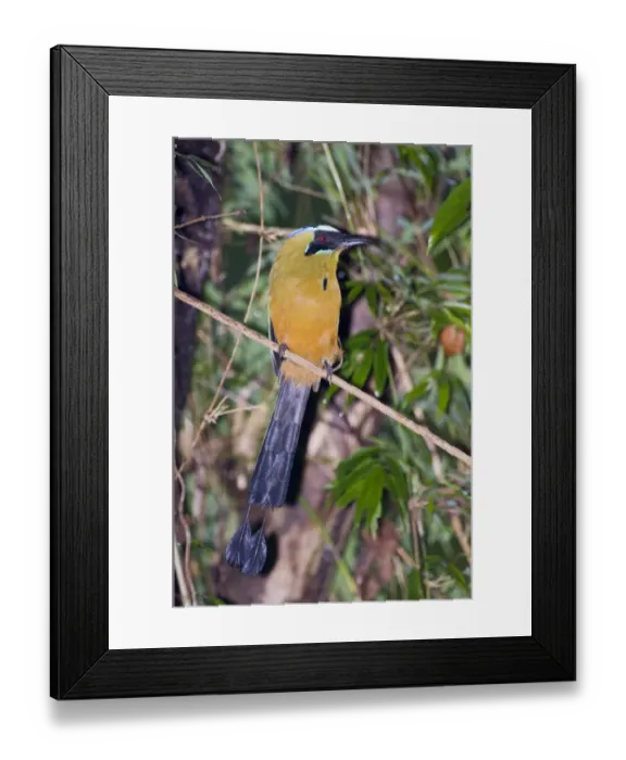 Framed Print : 02421dt. Broad-billed Motmot Electron platyrhynchum minor Metro Park Panama City Panama Framed Print : 02421dt. Broad-billed Motmot Electron platyrhynchum minor Metro Park Panama City Panama