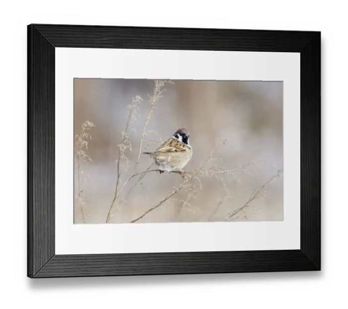 Framed Print : 02452dt. Tree Sparrow Passer montanus Norfolk UK winter Framed Print : 02452dt. Tree Sparrow Passer montanus Norfolk UK winter