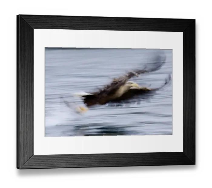 Framed Print : 02555dt. White-tailed
