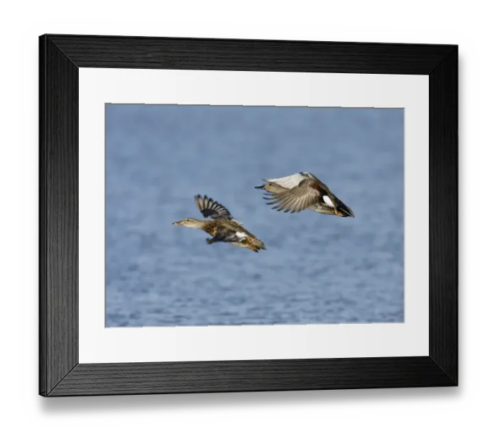 Framed Print : 02487dt. Gadwall Anas strepera pair taking off Cley Norfolk October Framed Print : 02487dt. Gadwall Anas strepera pair taking off Cley Norfolk October