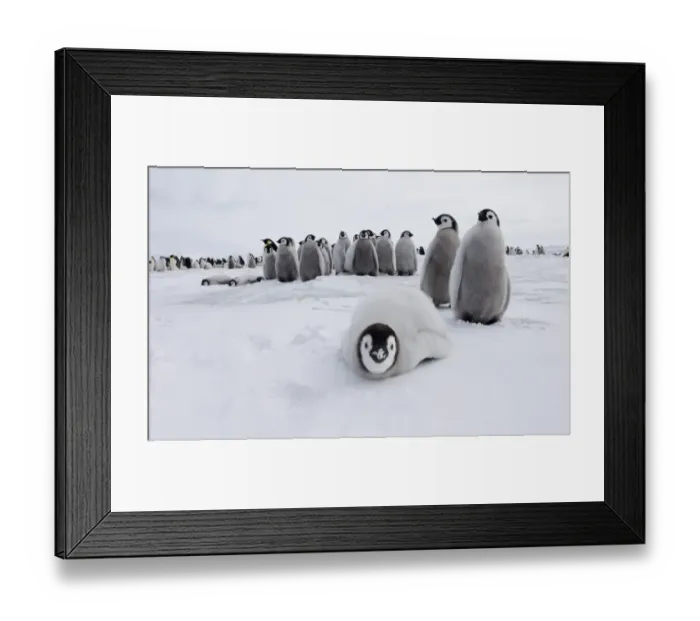 Framed Print : 02545dt. Emperor Framed Print : 02545dt. Emperor