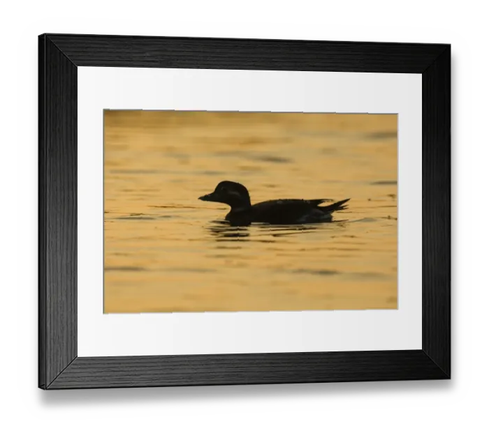 Framed Print : 02464dt. Long-tailed Duck Clangula hyemalis juvenile Norfolk October Framed Print : 02464dt. Long-tailed Duck Clangula hyemalis juvenile Norfolk October