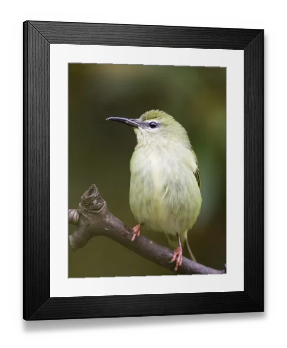 Framed Print : 02430dt. Red-legged Honeycreeper Cyanerpes cyaneus carneipes female El Valle Panama Framed Print : 02430dt. Red-legged Honeycreeper Cyanerpes cyaneus carneipes female El Valle Panama