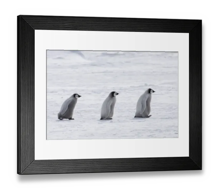 Framed Print : 02553dt. Emperor