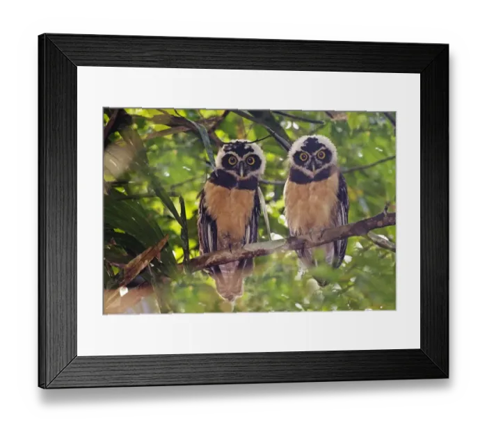 Framed Print : 02410dt. Spectacled Owl Pulsatrix perspicillata chapmani juveniles Gamboa Road Panama Framed Print : 02410dt. Spectacled Owl Pulsatrix perspicillata chapmani juveniles Gamboa Road Panama
