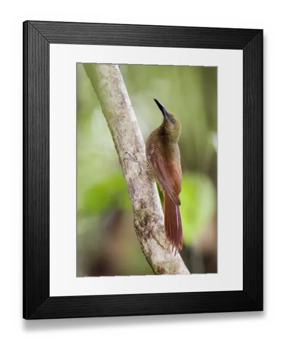 Framed Print : 02411dt. Barred Woodcreeper Dendrocolaptes certhia Pipeline Road Soberania NP Panama Framed Print : 02411dt. Barred Woodcreeper Dendrocolaptes certhia Pipeline Road Soberania NP Panama