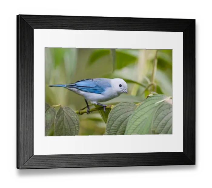 Framed Print : 02440dt. Blue-gray Tanager Thraupis episcopus cana male El Valle Panama Framed Print : 02440dt. Blue-gray Tanager Thraupis episcopus cana male El Valle Panama