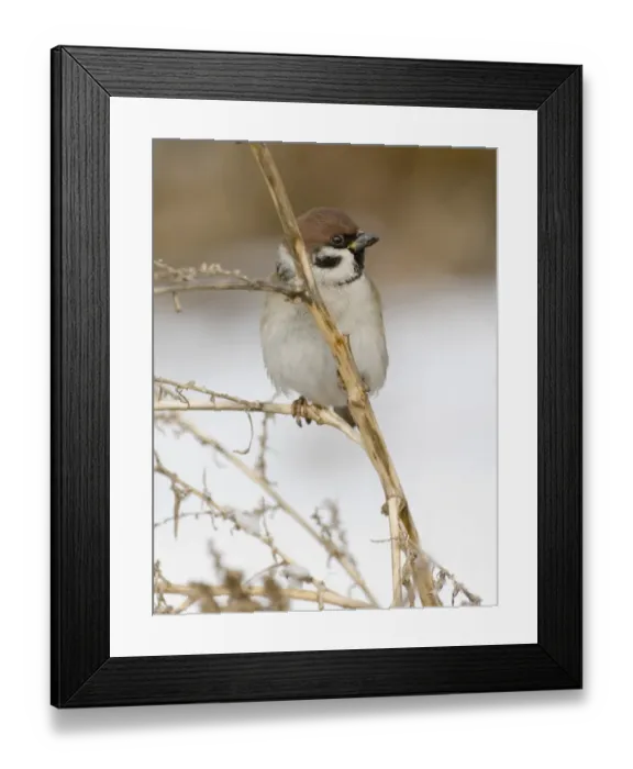 Framed Print : 02459dt. Tree Sparrow Passer montanus Norfolk UK winter Framed Print : 02459dt. Tree Sparrow Passer montanus Norfolk UK winter