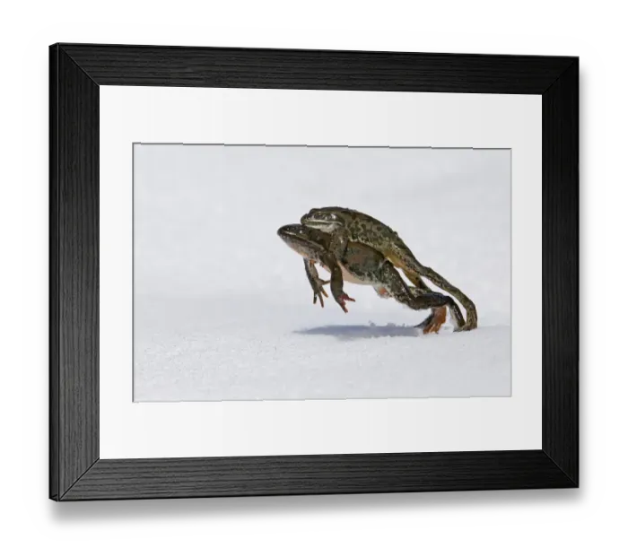 Framed Print : 02415dt. Marsh Frog Rana ridibunda male clinging to female in mating clench Framed Print : 02415dt. Marsh Frog Rana ridibunda male clinging to female in mating clench