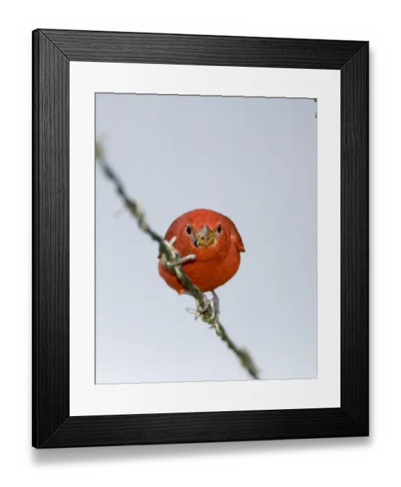 Framed Print : 02409dt. Summer Tanager Piranga r. rubra male Panama November Framed Print : 02409dt. Summer Tanager Piranga r. rubra male Panama November
