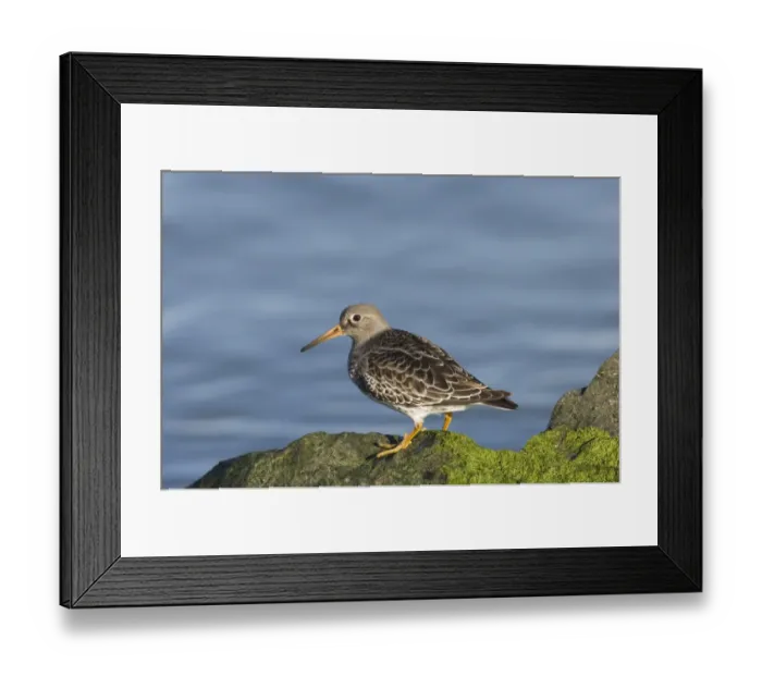 Framed Print : 02470dt. Purple Sandpiper Calidris maritima on rocks UK winter Framed Print : 02470dt. Purple Sandpiper Calidris maritima on rocks UK winter