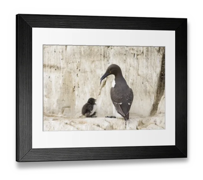 Framed Print : 02512dt. Guillemot