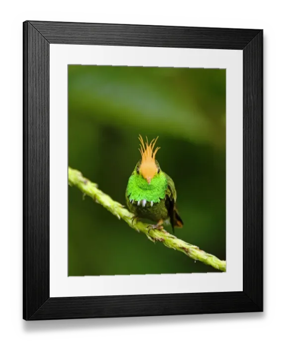 Framed Print : 02433dt. Rufous-crested Coquette Lophornis delattrei lessoni male El Valle Panama Framed Print : 02433dt. Rufous-crested Coquette Lophornis delattrei lessoni male El Valle Panama