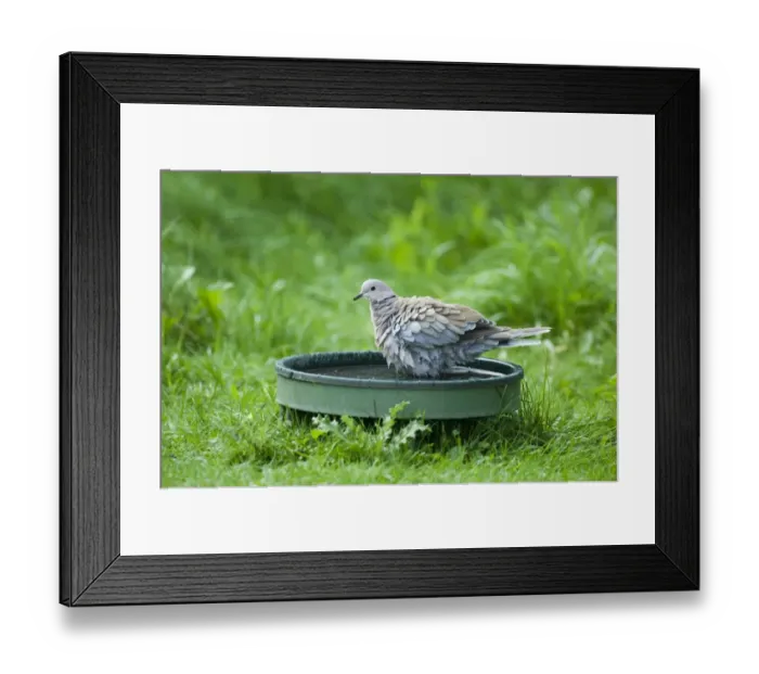 Framed Print : 02466dt. Collared Dove bathing in bird bath in garden Norfolk summer Framed Print : 02466dt. Collared Dove bathing in bird bath in garden Norfolk summer