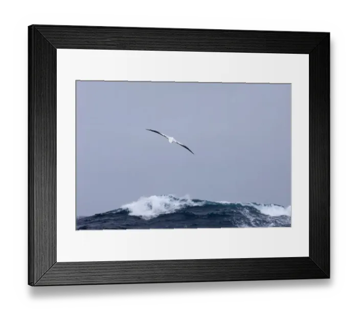 Framed Print : 02363dt. Wandering Albatross Diomeda exulans Southern Ocean November Framed Print : 02363dt. Wandering Albatross Diomeda exulans Southern Ocean November
