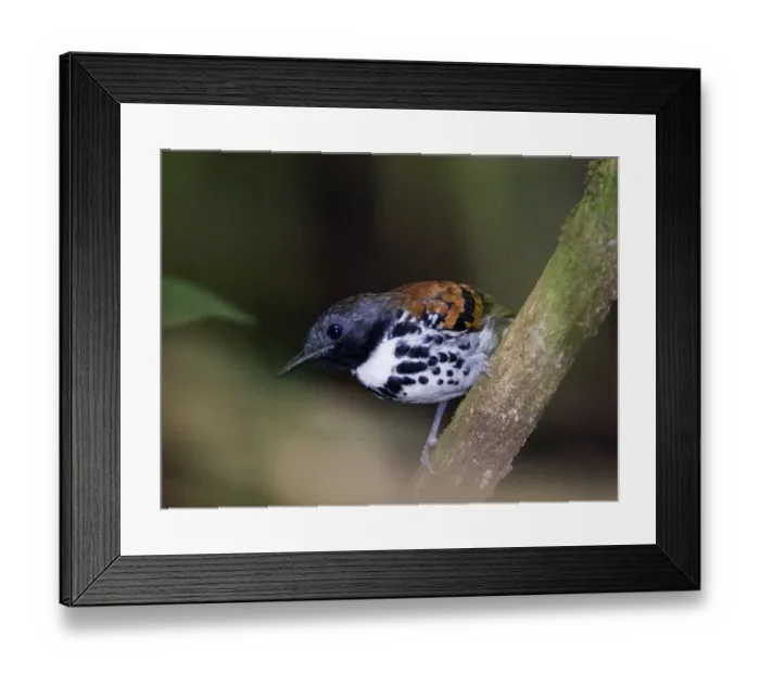 Framed Print : 02419dt. Spotted Antbird Hylophylax n naevioides Pipeline Road Soberiana NP Panama Framed Print : 02419dt. Spotted Antbird Hylophylax n naevioides Pipeline Road Soberiana NP Panama