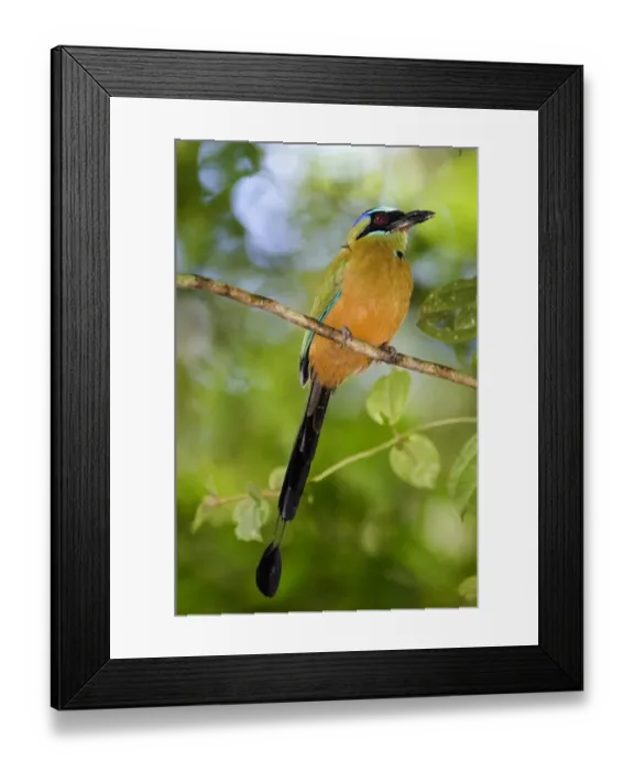 Framed Print : 02413dt. Blue-crowned Motmot Momotus momotoa conexus Soberiana NP Panama Framed Print : 02413dt. Blue-crowned Motmot Momotus momotoa conexus Soberiana NP Panama