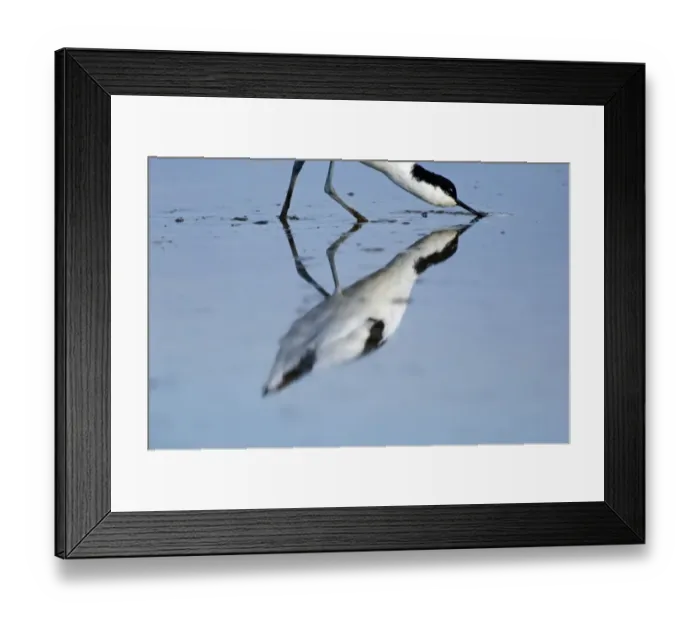 Framed Print : 02494dt. Avocet, Avocetta rurvirostra feeding Titchwell RSPB Res Norfolk August Framed Print : 02494dt. Avocet, Avocetta rurvirostra feeding Titchwell RSPB Res Norfolk August