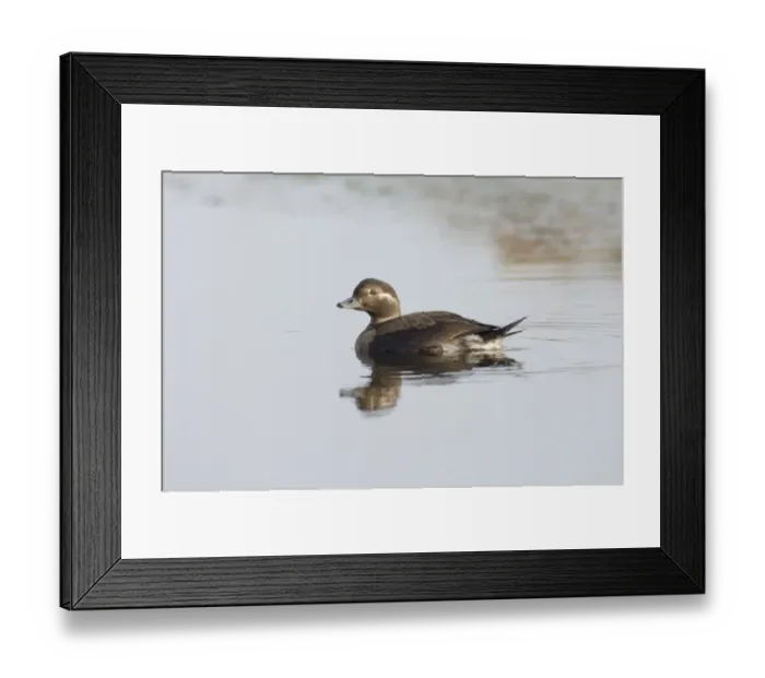 Framed Print : 02462dt. Long-tailed Duck Clangula hyemalis juvenile Norfolk October
