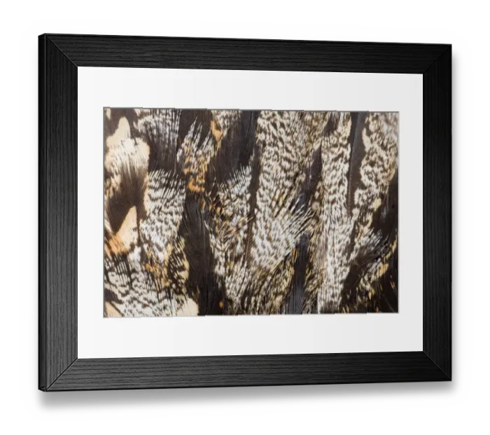 Framed Print : 02468dt. Nightjar Caprimulgus europaeus close up of feathers on mantle of bird