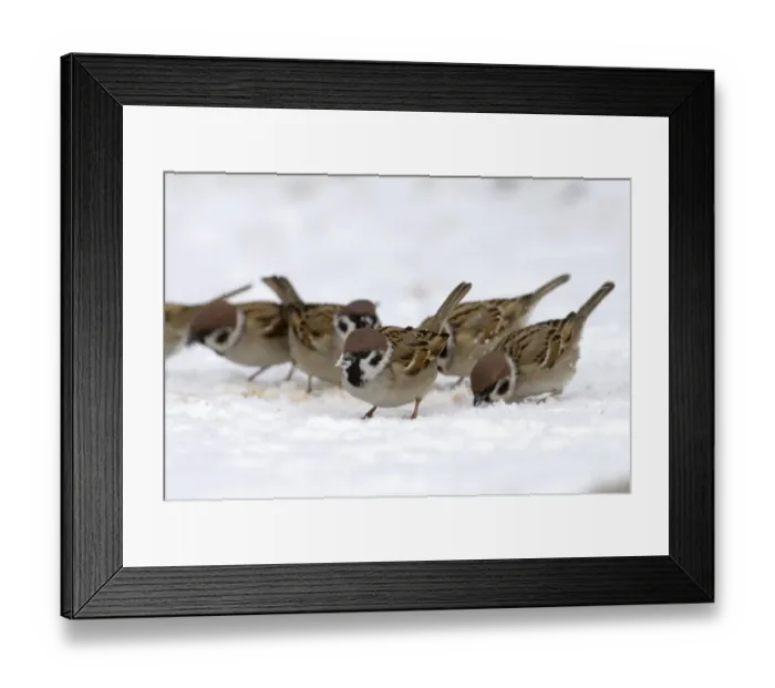 Framed Print : 02444dt. Tree Sparrow Passer montanus flock feeding on seed in snow Norfolk UK winter Framed Print : 02444dt. Tree Sparrow Passer montanus flock feeding on seed in snow Norfolk UK winter