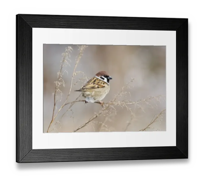 Framed Print : 02453dt. Tree Sparrow Passer montanus Norfolk UK winter