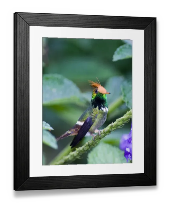 Framed Print : Rufous-crested Coquette Lophornis delattrei lessoni male El Valle Panama Framed Print : Rufous-crested Coquette Lophornis delattrei lessoni male El Valle Panama