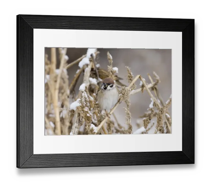 Framed Print : 02447dt. Tree Sparrow Passer montanus Norfolk UK winter Framed Print : 02447dt. Tree Sparrow Passer montanus Norfolk UK winter