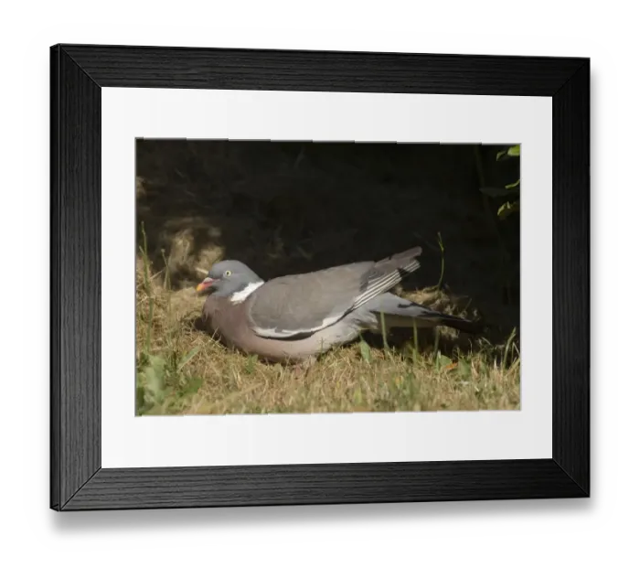 Framed Print : 02521dt. Wood Pigeon Columba palumbus sun bathing Norfolk July Framed Print : 02521dt. Wood Pigeon Columba palumbus sun bathing Norfolk July