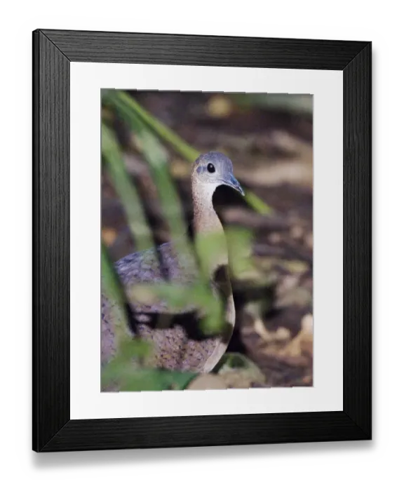 Framed Print : 02418dt. Great Tinamou Tinamus major castaneiceps Pipeline Road Soberiana NP Panama Framed Print : 02418dt. Great Tinamou Tinamus major castaneiceps Pipeline Road Soberiana NP Panama