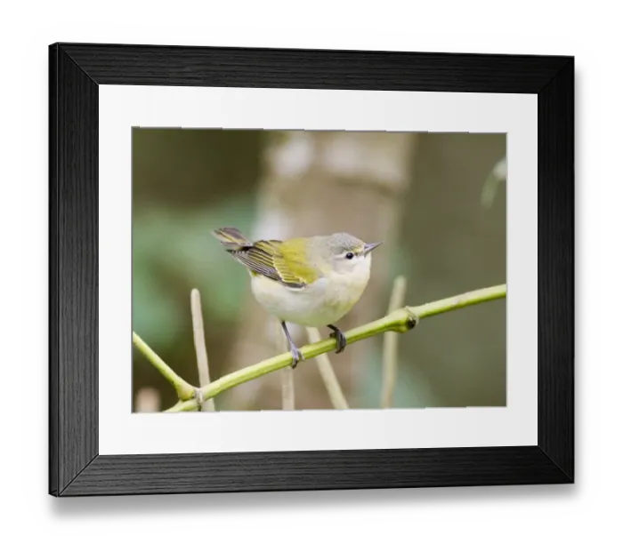 Framed Print : 02436dt. Tennesse Warbler Vermivora peregrina Panama november Framed Print : 02436dt. Tennesse Warbler Vermivora peregrina Panama november