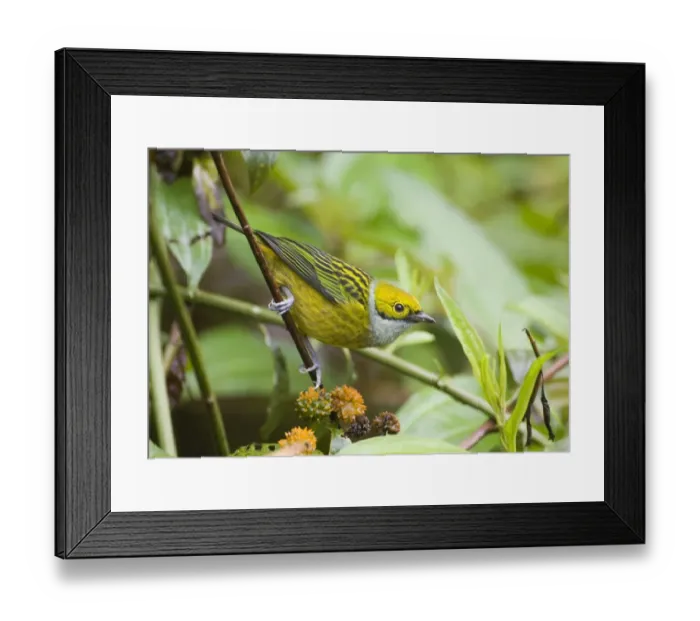 Framed Print : 02426dt. Silver-throated Tanager Tangara icterocephala frantzii Altos Del Maria Panama Framed Print : 02426dt. Silver-throated Tanager Tangara icterocephala frantzii Altos Del Maria Panama
