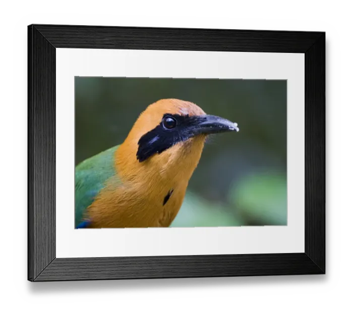 Framed Print : 02429dt. Rufous Motmot Baryphthengus martii semirufus Canopy Lodge El Valle Panama Framed Print : 02429dt. Rufous Motmot Baryphthengus martii semirufus Canopy Lodge El Valle Panama