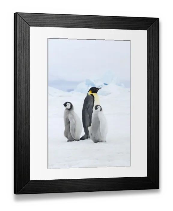 Framed Print : 02514dt. Emperor Framed Print : 02514dt. Emperor