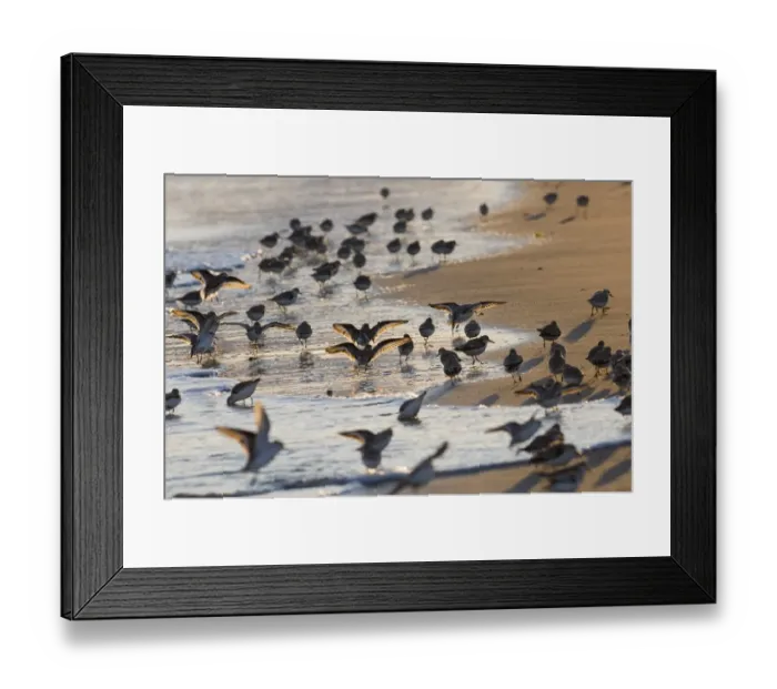 Framed Print : 02486dt. Sanderling Calidris alba flock feeding along tideline Norfolk winter Framed Print : 02486dt. Sanderling Calidris alba flock feeding along tideline Norfolk winter