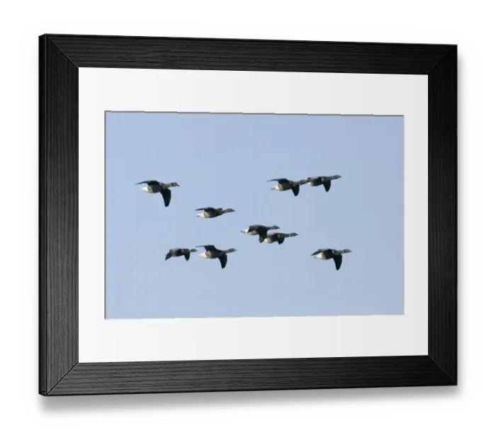 Framed Print : Marsh Harrier Circus aeruginosus female Cley summer Framed Print : Marsh Harrier Circus aeruginosus female Cley summer