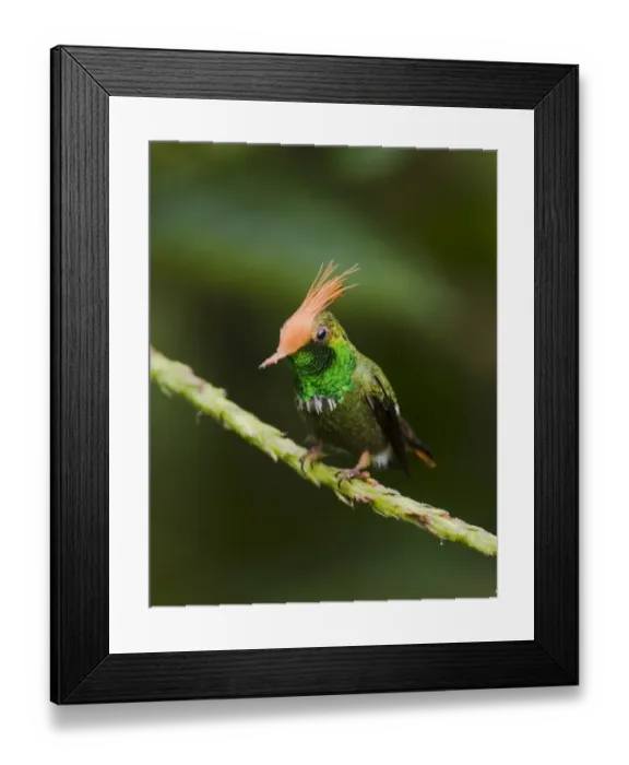 Framed Print : 02431dt. Rufous-crested Coquette Lophornis delattrei lessoni male El Valle Panama Framed Print : 02431dt. Rufous-crested Coquette Lophornis delattrei lessoni male El Valle Panama