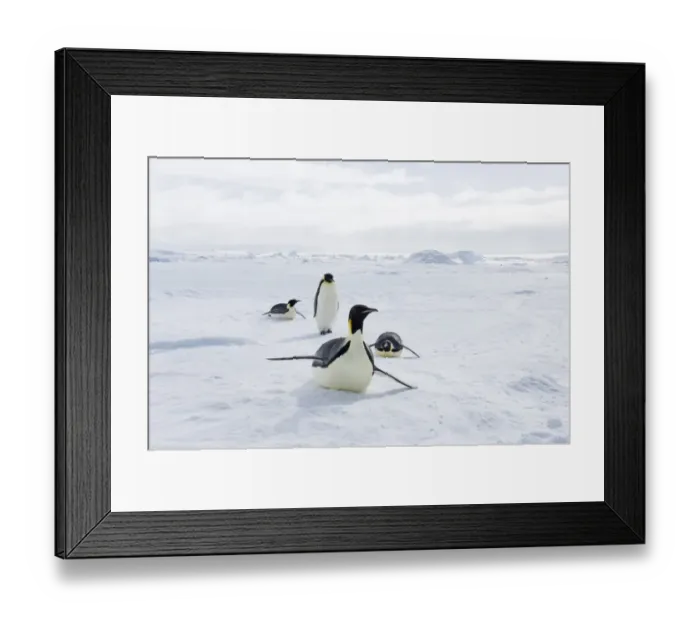 Framed Print : 02542dt. Emperor Framed Print : 02542dt. Emperor