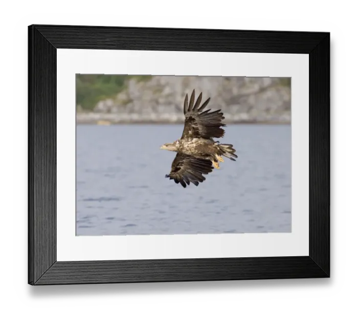 Framed Print : 02554dt. White-tailed Eagle (Sea Eagle). Haliaeetus albicilla immature Framed Print : 02554dt. White-tailed Eagle (Sea Eagle). Haliaeetus albicilla immature