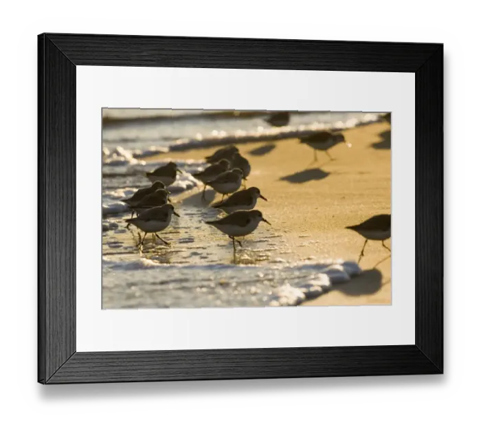 Framed Print : 02483dt. Sanderling Calidris alba flock feeding along tideline Norfolk winter Framed Print : 02483dt. Sanderling Calidris alba flock feeding along tideline Norfolk winter
