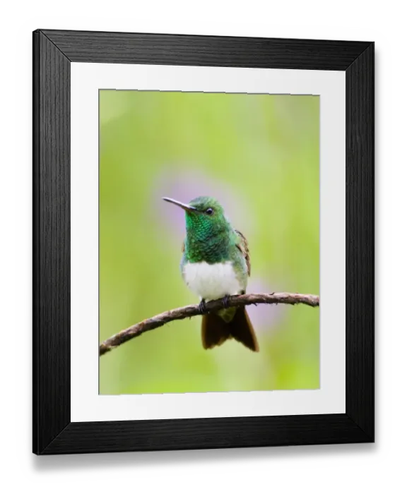 Framed Print : 02441dt. Snowy-bellied Hummingbird Amazilia e edward El Valle Panama Framed Print : 02441dt. Snowy-bellied Hummingbird Amazilia e edward El Valle Panama