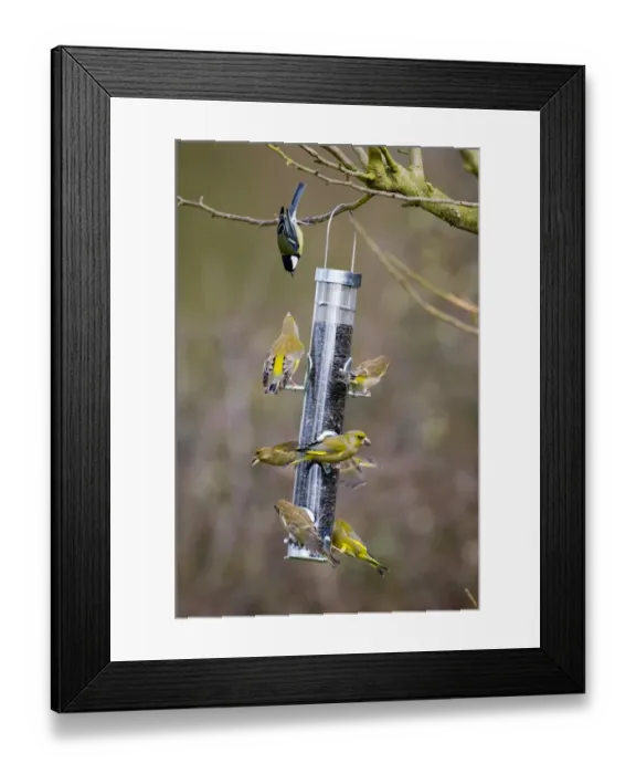 Framed Print : Greenfinches on garden bird feeder UK winter Framed Print : Greenfinches on garden bird feeder UK winter